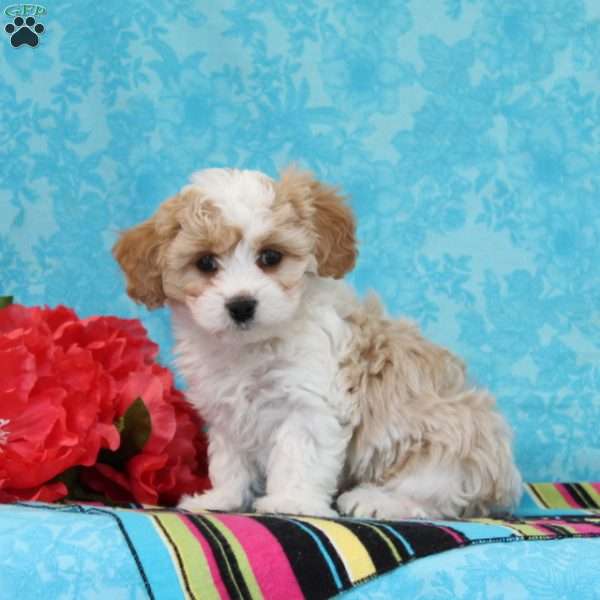 Marble, Cavachon Puppy
